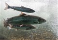 Snapshot to be taken of wild salmon numbers in Scotland