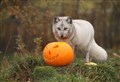 Pumpkin pie-eyed at Badenoch bash!