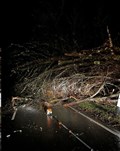 Just some of the tree falls reported along the A82. Picture: Bear Scotland.