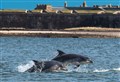 Call to leave dolphins alone in the Moray Firth 