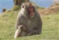 Kincraig monkey: the search is resumed