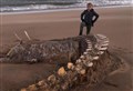 UPDATE: Public has its say on 'Loch Ness Monster skeleton' speculation