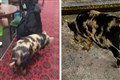 Pig wanders into working men’s club after escaping from allotment