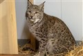 Badenoch lynx help to deter Scottish Government from carnivore reintroduction
