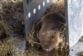 Third release of beavers into Cairngorms National Park 