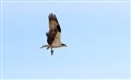 Loch Garten ospreys on their way to sunnier climes