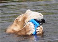 A Kincraig bear without a soar head thanks to his fans