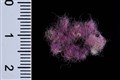 Researchers discover royal purple fabric from biblical times