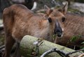 Two European forest reindeer calves have been named