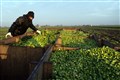 Warm summer brings bumper crop of whopper Brussels sprouts