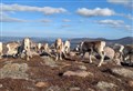 Reindeer herders issue plea to drone users after herd ‘spooked’