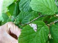 Rare moth discovery is a first for Scotland