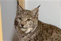 Releasing lynx in Cairngorms is no reintroduction