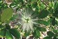 Two-fifths of world’s plant species at risk of extinction, report warns