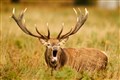 Drivers warned over second spike in deer collisions due to Covid-19
