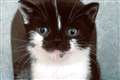 ‘Adorable’ dwarf kitten gets new home