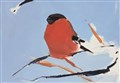Take a 'beak' at stunning new bird art exhibition in Grantown