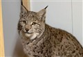 Furious farmers demand ‘zero tolerance’ of Kingussie-type lynx releases