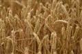 Food prices set to rise and inflation could hit 8.2% due to Ukraine conflict