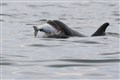 Moray Firth bottlenose dolphins breach the surface near Chanonry Point. Picture: Ally Kemp