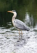 A heron on Wick River by Anne Campbell.