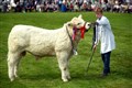 Two youngsters in the show ring. Picture: James Mackenzie.