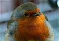 UPDATE: Resident robin at Aldi store in Aviemore to be released into wild