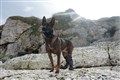 Retired military dog honoured with medal after tackling al Qaida gunman