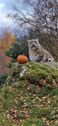 This Snow Leopard seems a bit unsure what to make of the Halloween celebrations at the Highland Wildlife Park.