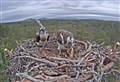WATCH: Boat of Garten's osprey centre flying high thanks to EU funding