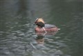 Bid to save endangered grebes on Highland loch