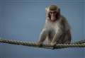 Escapee monkey spotted in Kincraig area, says wildlife park team