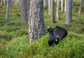 Getting down to cases with the imperilled Cairngorms capercaillie