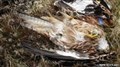 Row over threat to birds of prey 