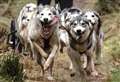 Husky sled dog rally return to strath heralded 'great success' but fears for event's future