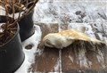 Barn owls starving to wintry death south of Badenoch