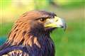 Golden eagle numbers in Monadhliath Mountains on rise