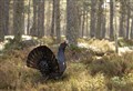 Team bidding to save capercaillie from extinction in Scotland is now in place