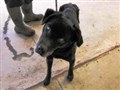 Elderly blind dog seeks a home
