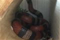 Milk snake brings all the boys to the car