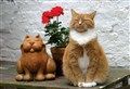 Cats Protection charity delivering welfare education talks across Scotland