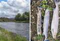 Mystery remains over fish deaths in the River Spey