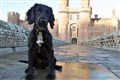 Abandoned puppy recovers to become ‘mischievous’ police dog