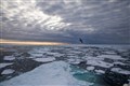 Arctic sea ice falls to second lowest level in ‘crazy’ year