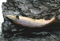 Latest salmon figures on Spey see big drop