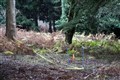 Jury visits woodland where teenager Louise Smith was ‘brutally murdered’