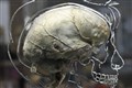 Mental speed stays high until age 60, research suggests