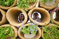 In Pictures: Blooming marvellous! Chelsea Flower Show set for return