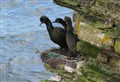 Citizen scientists wanted to help safeguard birds in Highlands