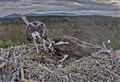 WATCH: Egg-citing time at Loch Garten osprey centre